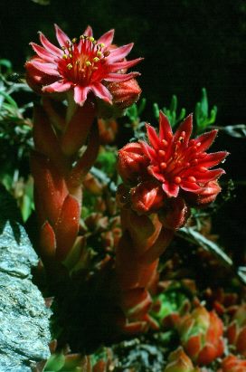 Foto von Sempervivum nevadense, eine endemische Pflanze der Sierra Nevada, Andalusien